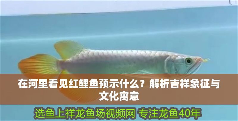在河里看見紅鯉魚預(yù)示什么？解析吉祥象征與文化寓意