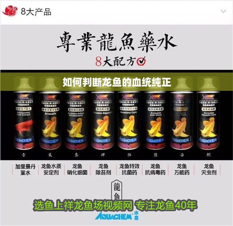 如何判斷龍魚的血統純正