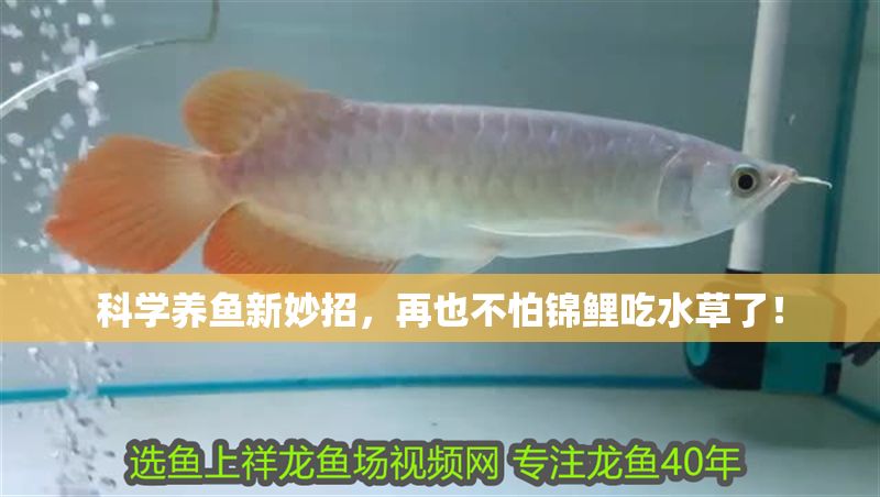 科學養魚新妙招，再也不怕錦鯉吃水草了！