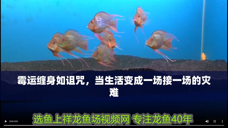 霉運纏身如詛咒,當生活變成一場接一場的災難 龍魚百科 第1張 霉運纏身如詛咒,當生活變成一場接一場的災難 霉運纏身如詛咒,當生活變成一場接一場的災難 龍魚百科 第1張