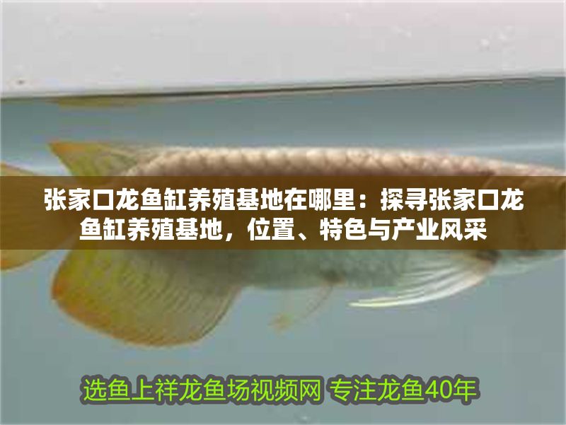 張家口龍魚缸養(yǎng)殖基地在哪里：探尋張家口龍魚缸養(yǎng)殖基地，位置、特色與產(chǎn)業(yè)風(fēng)采