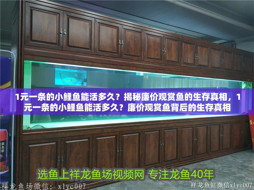 1元一條的小鯉魚(yú)能活多久？揭秘廉價(jià)觀賞魚(yú)的生存真相，1元一條的小鯉魚(yú)能活多久？廉價(jià)觀賞魚(yú)背后的生存真相