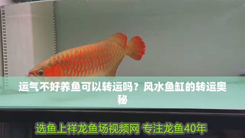 運氣不好養(yǎng)魚可以轉(zhuǎn)運嗎?風(fēng)水魚缸的轉(zhuǎn)運奧秘 龍魚百科 第1張 運氣不好養(yǎng)魚可以轉(zhuǎn)運嗎?風(fēng)水魚缸的轉(zhuǎn)運奧秘 運氣不好養(yǎng)魚可以轉(zhuǎn)運嗎?風(fēng)水魚缸的轉(zhuǎn)運奧秘 龍魚百科 第1張