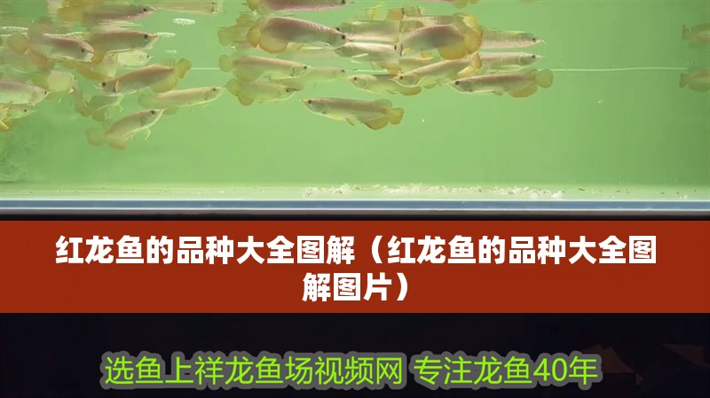 紅龍魚(yú)的品種大全圖解（紅龍魚(yú)的品種大全圖解圖片）