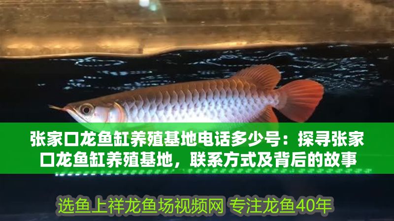 張家口龍魚缸養(yǎng)殖基地電話多少號(hào)：探尋張家口龍魚缸養(yǎng)殖基地，聯(lián)系方式及背后的故事