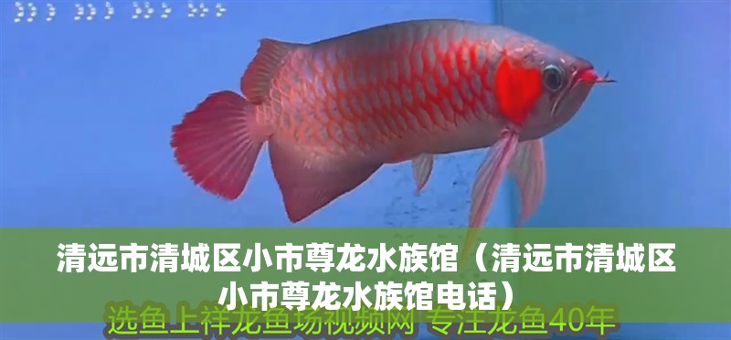清遠市清城區小市尊龍水族館（清遠市清城區小市尊龍水族館電話）