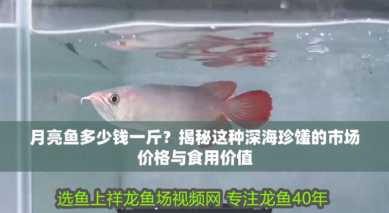 月亮魚(yú)多少錢(qián)一斤？揭秘這種深海珍饈的市場(chǎng)價(jià)格與食用價(jià)值
