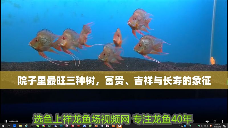 院子里最旺三種樹，富貴、吉祥與長壽的象征