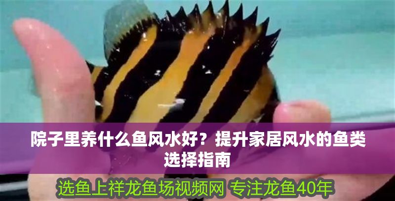 院子里養什么魚風水好？提升家居風水的魚類選擇指南