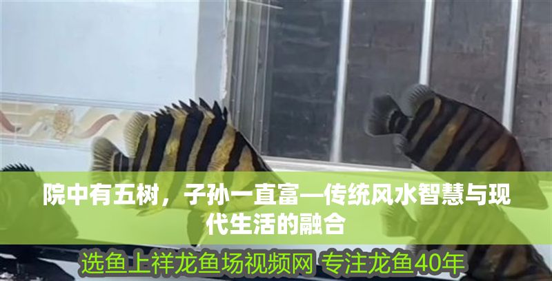 院中有五樹，子孫一直富—傳統風水智慧與現代生活的融合 院中有五樹，子孫一直富—傳統風水智慧與現代生活的融合 龍魚百科 第1張