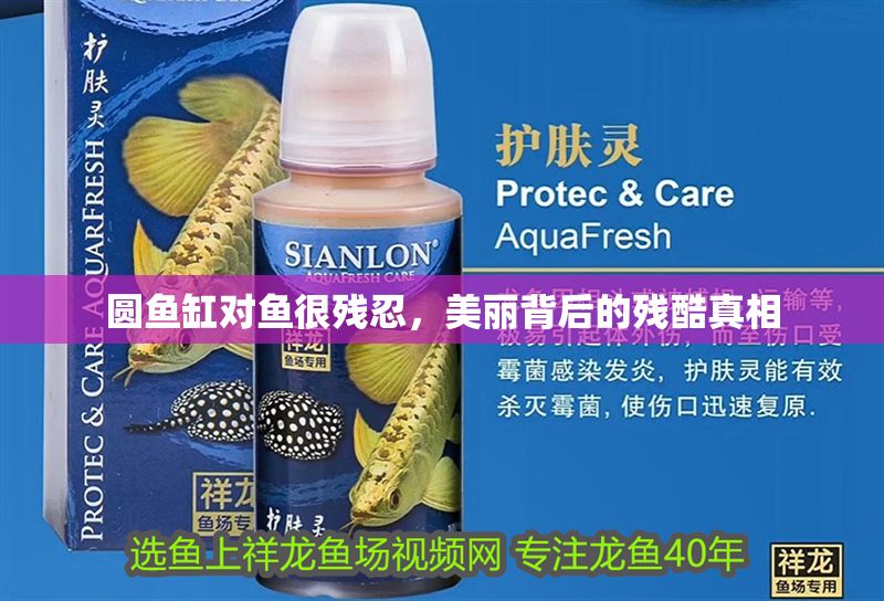 圓魚缸對魚很殘忍，美麗背后的殘酷真相