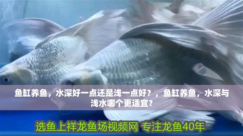 魚缸養魚，水深好一點還是淺一點好？，魚缸養魚，水深與淺水哪個更適宜？