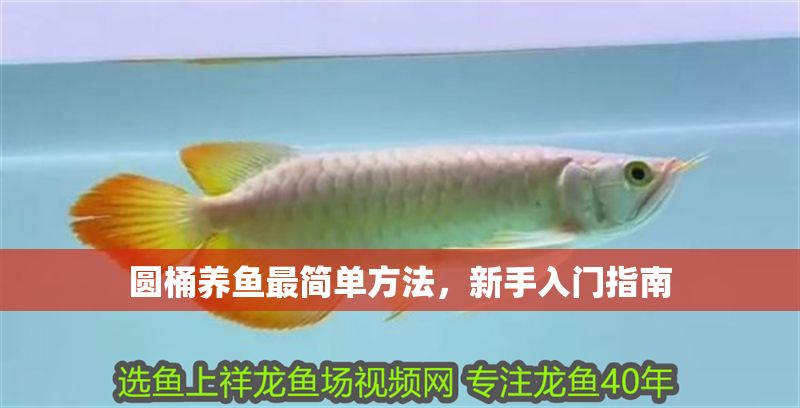 圓桶養魚最簡單方法，新手入門指南
