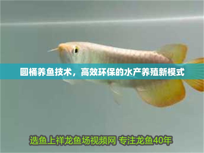 圓桶養魚技術，高效環保的水產養殖新模式