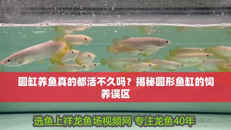 圓缸養魚真的都活不久嗎？揭秘圓形魚缸的飼養誤區 圓缸養魚真的都活不久嗎？揭秘圓形魚缸的飼養誤區 龍魚百科 第1張