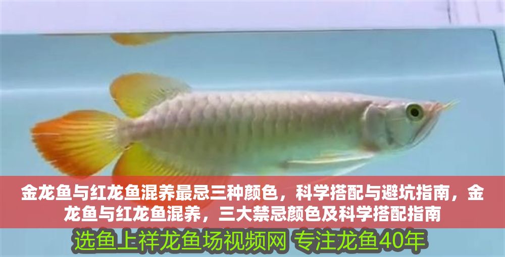 金龍魚與紅龍魚混養最忌三種顏色，科學搭配與避坑指南，金龍魚與紅龍魚混養，三大禁忌顏色及科學搭配指南