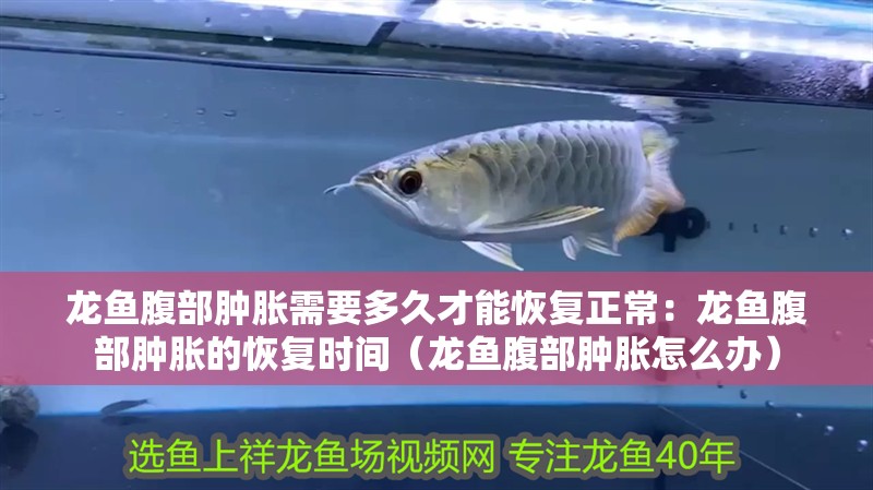 龍魚腹部腫脹需要多久才能恢復正常：龍魚腹部腫脹的恢復時間（龍魚腹部腫脹怎么辦） 龍魚腹部腫脹需要多久才能恢復正常：龍魚腹部腫脹的恢復時間（龍魚腹部腫脹怎么辦） 水族問答
