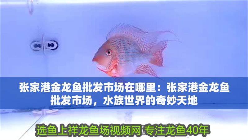 張家港金龍魚批發市場在哪里：張家港金龍魚批發市場，水族世界的奇妙天地