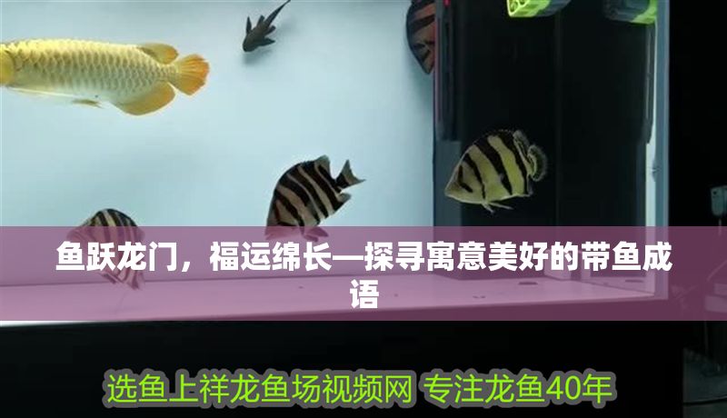 魚躍龍門，福運綿長—探尋寓意美好的帶魚成語 魚躍龍門，福運綿長—探尋寓意美好的帶魚成語 龍魚百科 第1張