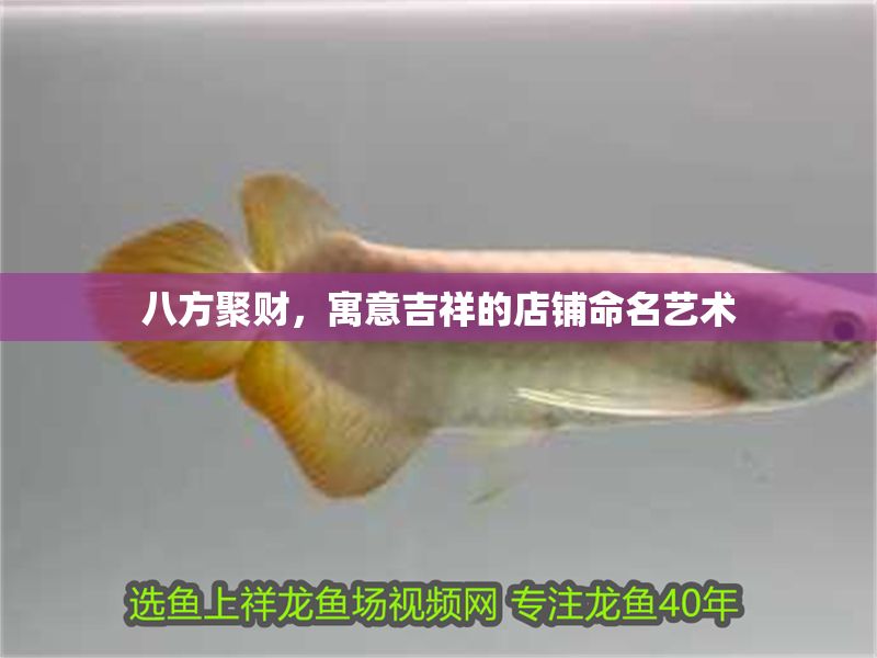 八方聚財,寓意吉祥的店鋪命名藝術 龍魚百科 第1張 八方聚財,寓意吉祥的店鋪命名藝術 八方聚財,寓意吉祥的店鋪命名藝術 龍魚百科 第1張