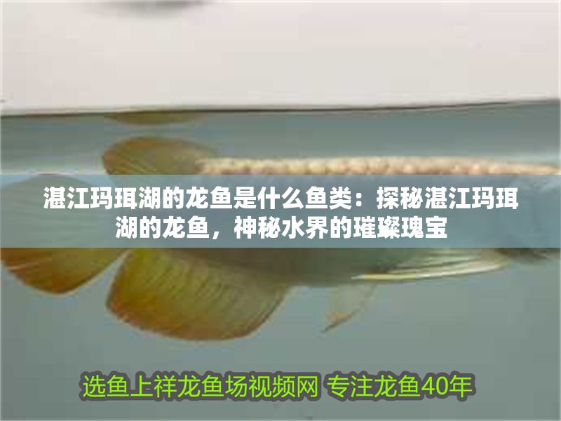湛江瑪珥湖的龍魚是什么魚類：探秘湛江瑪珥湖的龍魚，神秘水界的璀璨瑰寶