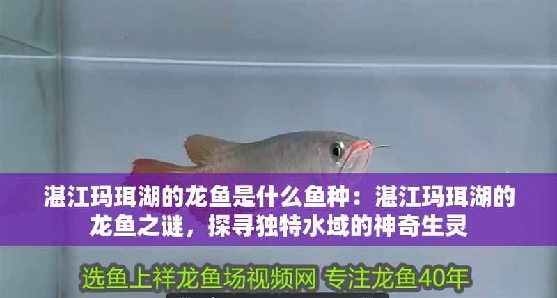 湛江瑪珥湖的龍魚是什么魚種：湛江瑪珥湖的龍魚之謎，探尋獨特水域的神奇生靈