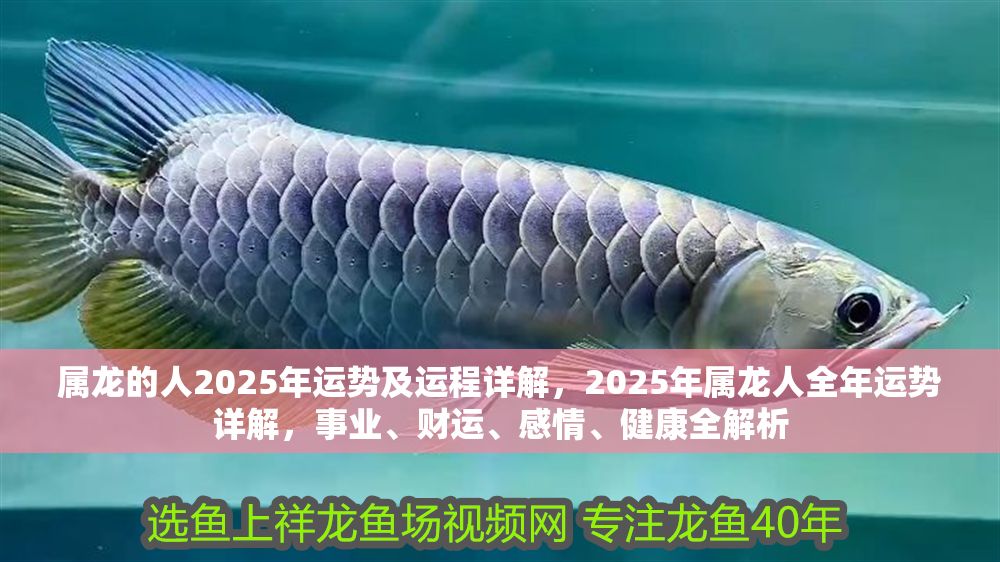 屬龍的人2025年運勢及運程詳解，2025年屬龍人全年運勢詳解，事業、財運、感情、健康全解析