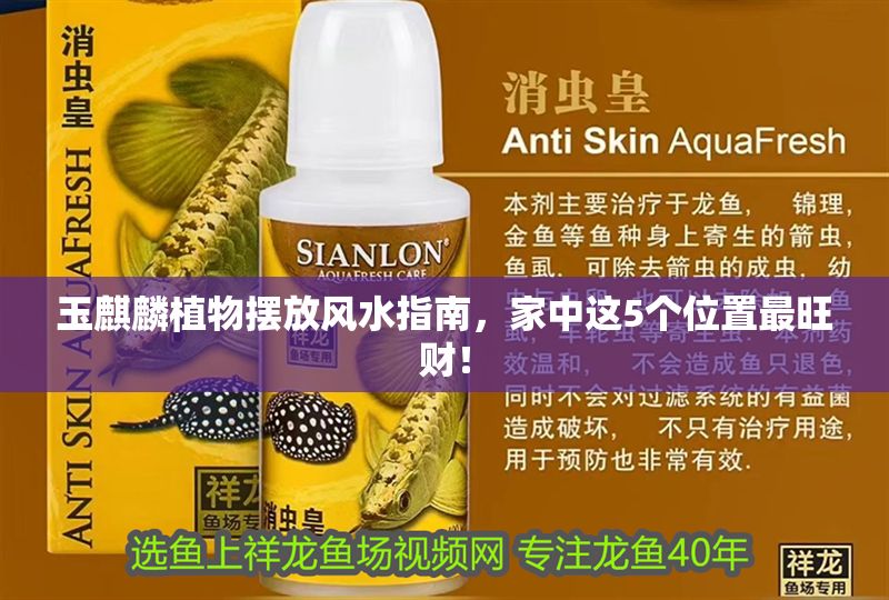 玉麒麟植物擺放風水指南，家中這5個位置最旺財！