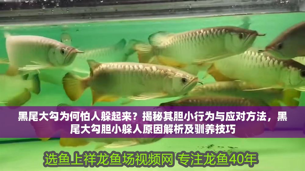 黑尾大勾為何怕人躲起來？揭秘其膽小行為與應對方法，黑尾大勾膽小躲人原因解析及馴養技巧