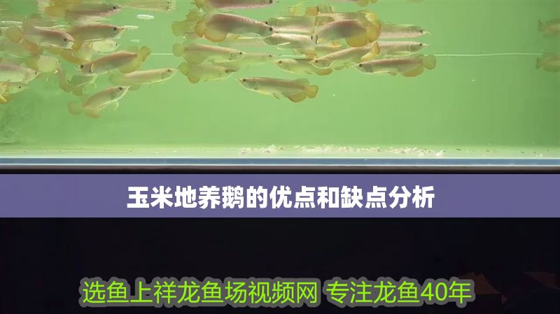 玉米地養(yǎng)鵝的優(yōu)點(diǎn)和缺點(diǎn)分析