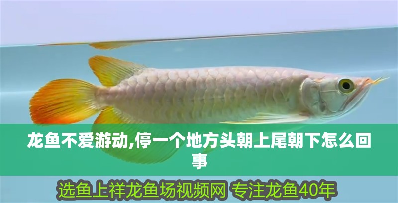 龍魚不愛游動,停一個地方頭朝上尾朝下怎么回事