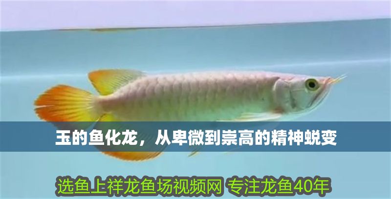 玉的魚化龍，從卑微到崇高的精神蛻變 玉的魚化龍，從卑微到崇高的精神蛻變 龍魚百科 第1張