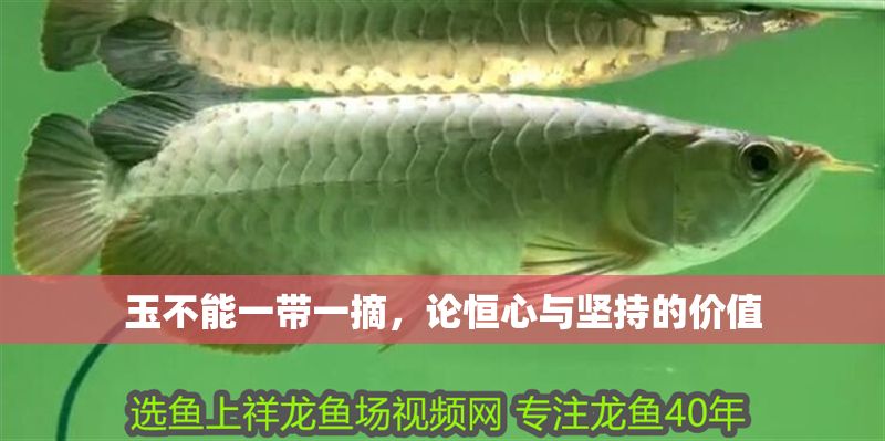 玉不能一帶一摘，論恒心與堅持的價值