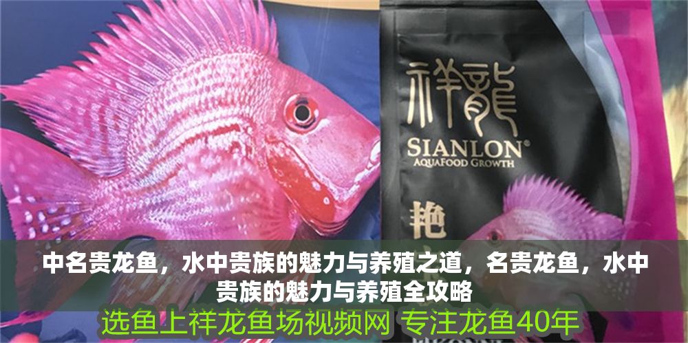 中名貴龍魚，水中貴族的魅力與養殖之道，名貴龍魚，水中貴族的魅力與養殖全攻略