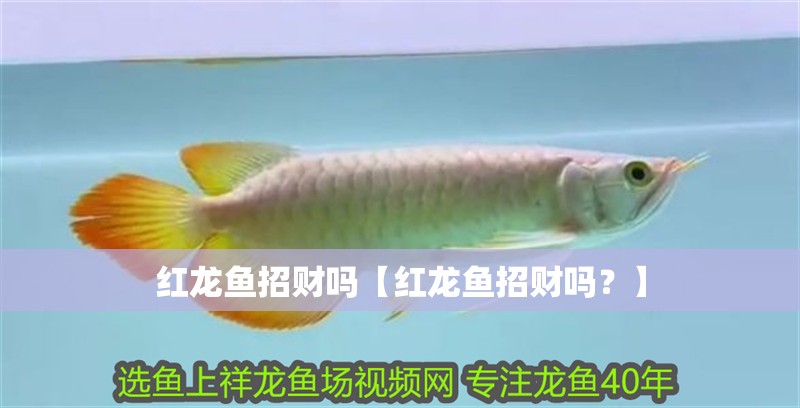 紅龍魚招財嗎【紅龍魚招財嗎？】