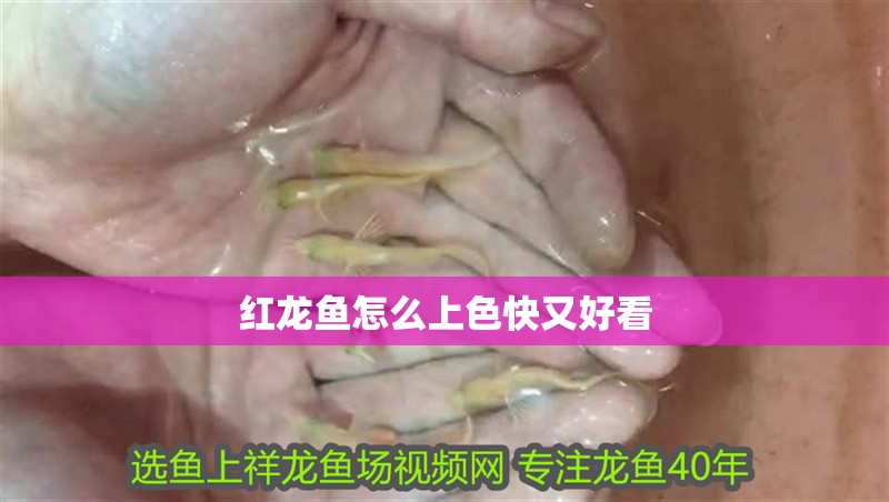紅龍魚怎么上色快又好看