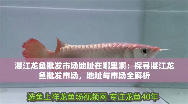 湛江龍魚批發市場地址在哪里啊：探尋湛江龍魚批發市場，地址與市場全解析