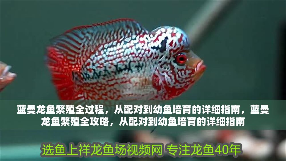 藍曼龍魚繁殖全過程，從配對到幼魚培育的詳細指南，藍曼龍魚繁殖全攻略，從配對到幼魚培育的詳細指南