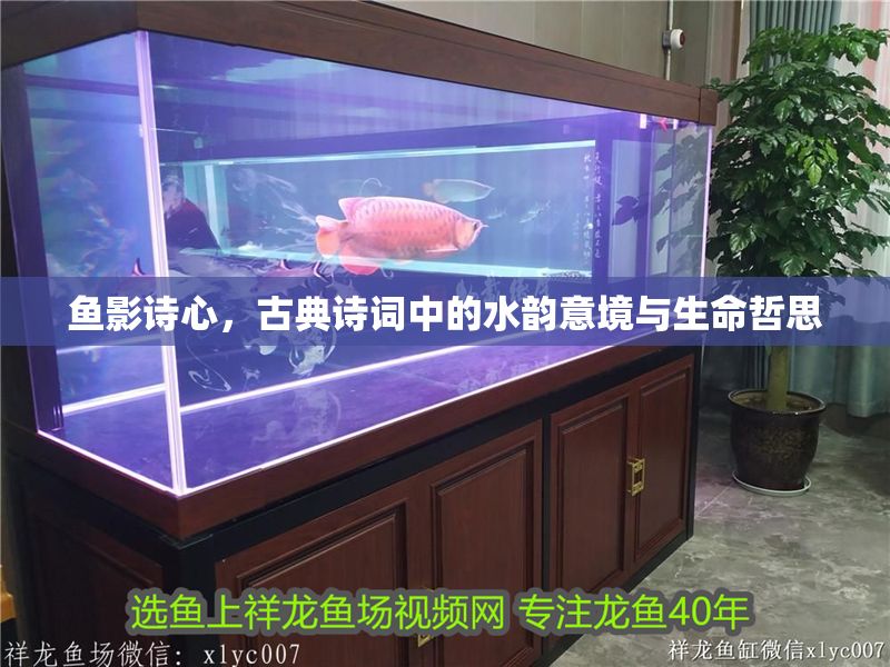 魚影詩心，古典詩詞中的水韻意境與生命哲思