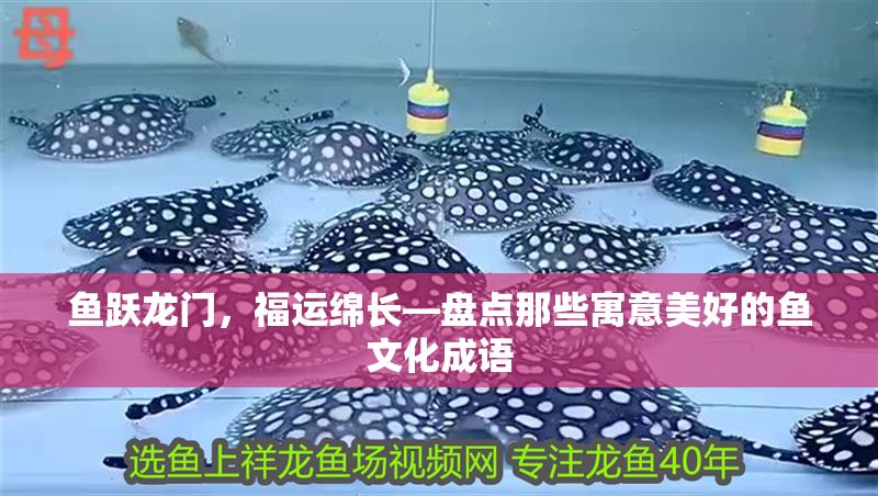 魚躍龍門，福運綿長—盤點那些寓意美好的魚文化成語
