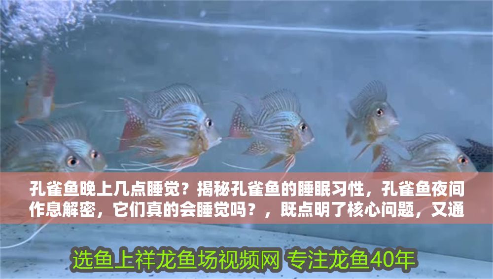 詳細(xì)閱讀:孔雀魚晚上幾點(diǎn)睡覺?揭秘孔雀魚的睡眠習(xí)性,孔雀魚夜間作息解密,它們真的會(huì)睡覺嗎?,既點(diǎn)明了核心問題,又通過疑問句式引發(fā)讀者好奇心,符合科普類內(nèi)容的傳播特點(diǎn)。如果需要調(diào)整側(cè)重點(diǎn),可告知具體方向進(jìn)行優(yōu)化。) 孔雀魚晚上幾點(diǎn)睡覺?揭秘孔雀魚的睡眠習(xí)性,孔雀魚夜間作息解密,它們真的會(huì)睡覺嗎?,既點(diǎn)明了核心問題,又通過疑問句式引發(fā)讀者好奇心,符合科普類內(nèi)容的傳播特點(diǎn)。如果需要調(diào)整側(cè)重點(diǎn),可告知具體方向進(jìn)行優(yōu)化。)