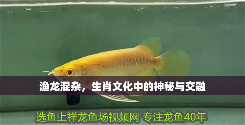 漁龍混雜，生肖文化中的神秘與交融