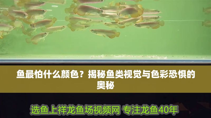 魚最怕什么顏色？揭秘魚類視覺與色彩恐懼的奧秘