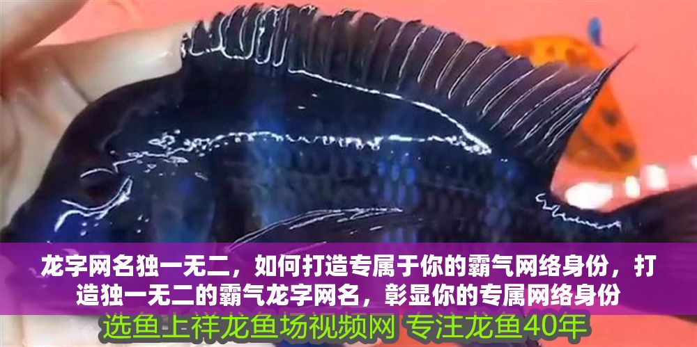 龍字網(wǎng)名獨(dú)一無二，如何打造專屬于你的霸氣網(wǎng)絡(luò)身份，打造獨(dú)一無二的霸氣龍字網(wǎng)名，彰顯你的專屬網(wǎng)絡(luò)身份