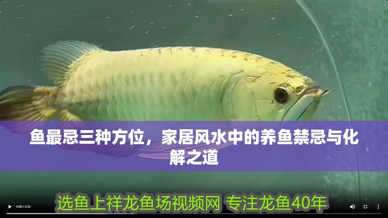 魚(yú)最忌三種方位，家居風(fēng)水中的養(yǎng)魚(yú)禁忌與化解之道