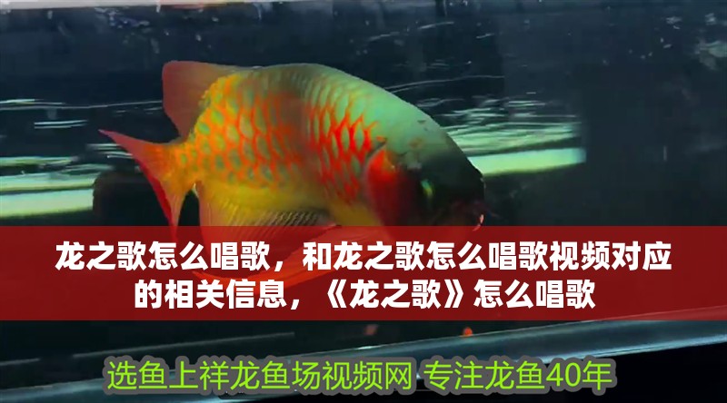 龍之歌怎么唱歌，和龍之歌怎么唱歌視頻對應的相關信息，《龍之歌》怎么唱歌