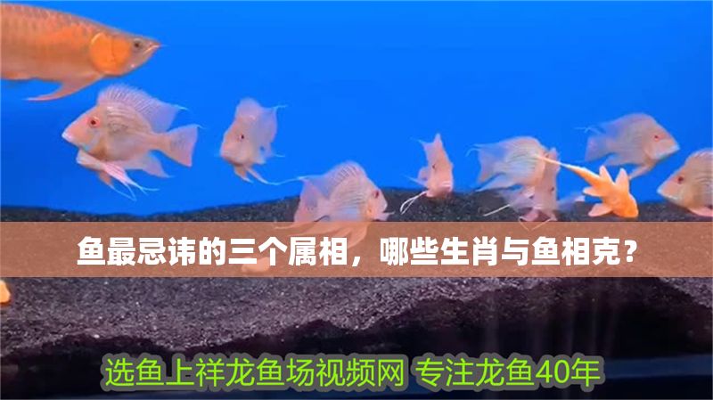 魚最忌諱的三個屬相,哪些生肖與魚相克? 龍魚百科 第1張 魚最忌諱的三個屬相,哪些生肖與魚相克? 魚最忌諱的三個屬相,哪些生肖與魚相克? 龍魚百科 第1張