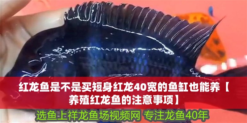 紅龍魚是不是買短身紅龍40寬的魚缸也能養【養殖紅龍魚的注意事項】