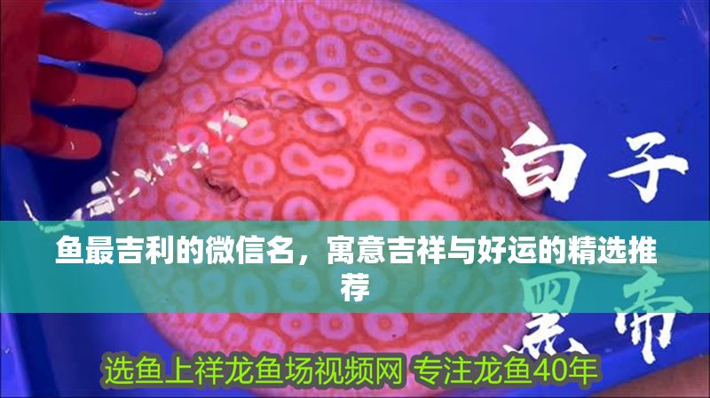 魚最<strong><mark>吉利</mark></strong>的微信名，寓意吉祥與好運的精選推薦