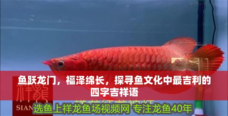 魚躍龍門，福澤綿長，探尋魚文化中最<strong><mark>吉利</mark></strong>的四字吉祥語